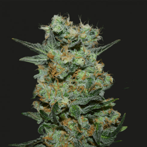 Kalashnikov Seeds - Baikal Express