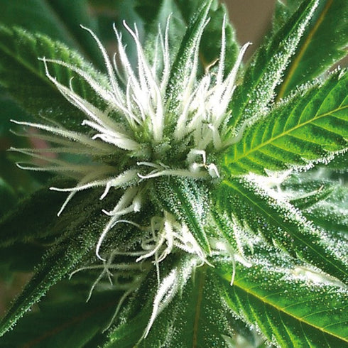 Holy Smoke Seeds - Banana Crack