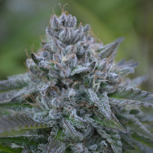 TerpHogz GeneticZ - Banana Zkittlez