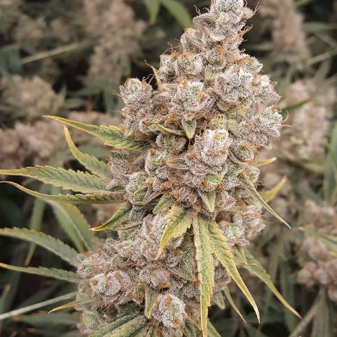 Subcool Seeds/TGA Genetics - Banana Jack OG