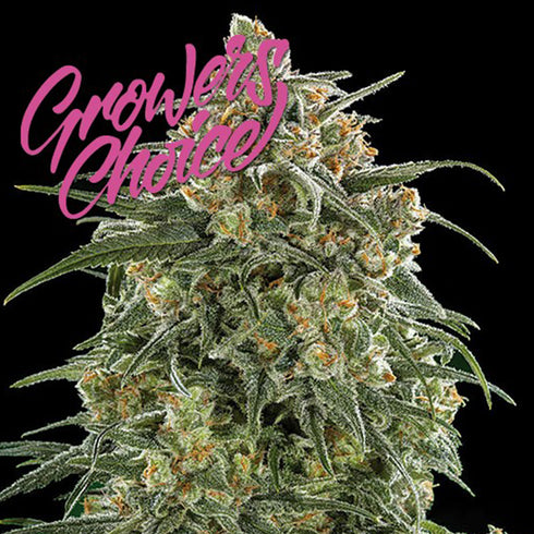 Growers Choice - Banana Sherbet