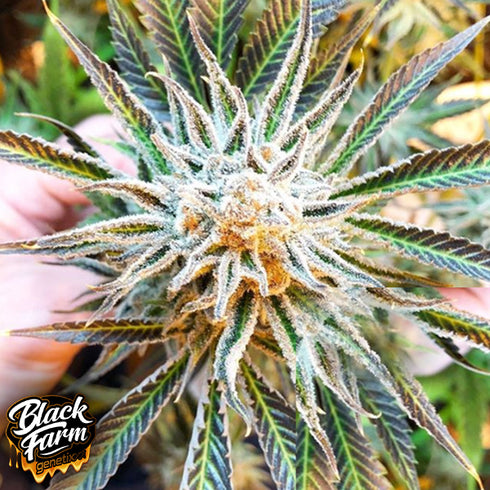 Black Farm Genetix - Banana Slammer