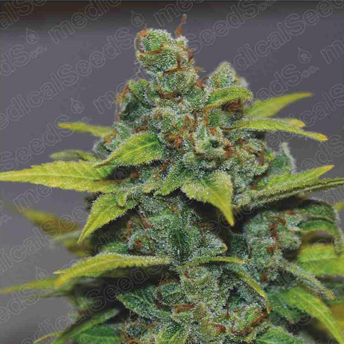 Medical Seeds - Banana Zkittles