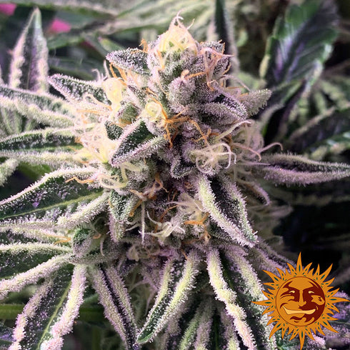 Barney's Farm Seeds - Do-Si-Dos #33