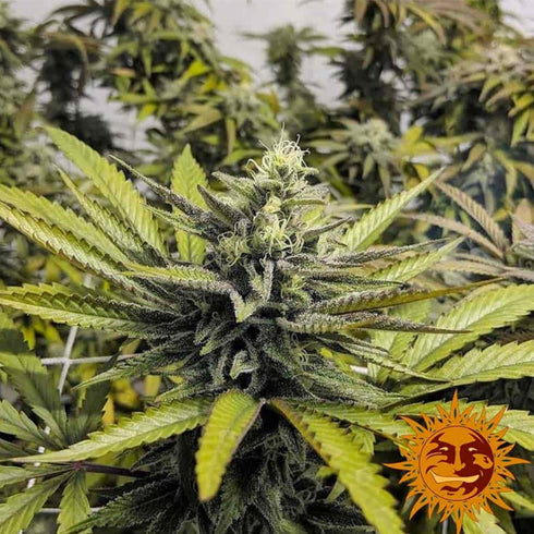 Barney's Farm Seeds - Afghan Hash Plant