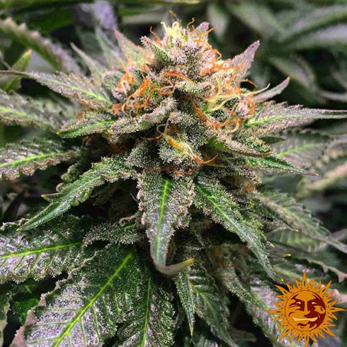 Barney's Farm Seeds - Amnesia Lemon