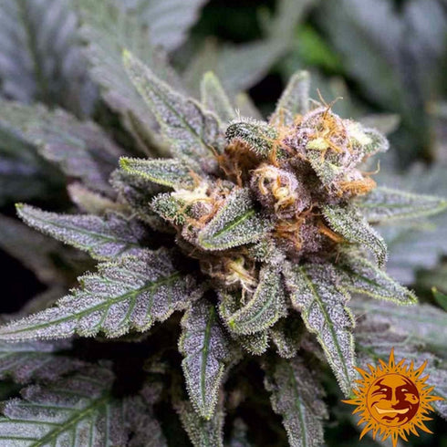Barney's Farm Seeds - Ayahuasca Purple