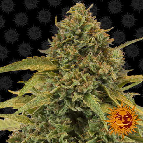 Barney's Farm Seeds - Bad Azz Kush