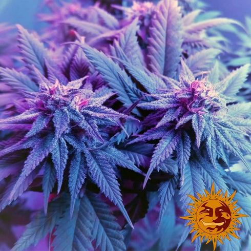 Barney's Farm Seeds - Caramel CBD