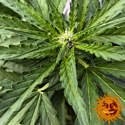 Barney's Farm Seeds - Lemon Potion CBD Auto