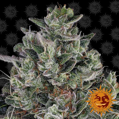 Barney's Farm Seeds - Glookies