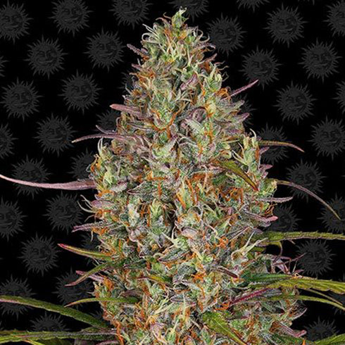 Barney's Farm Seeds - Glue Gelato Auto