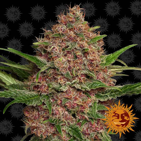 Barney's Farm Seeds - Purple Punch Auto