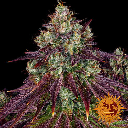Barney's Farm Seeds - Mimosa EVO