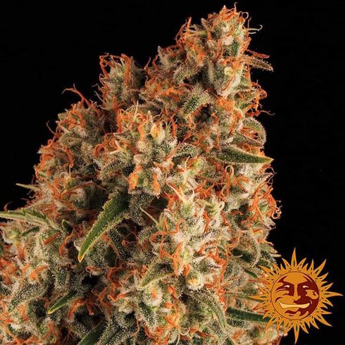 Barney's Farm Seeds - Orange Sherbert