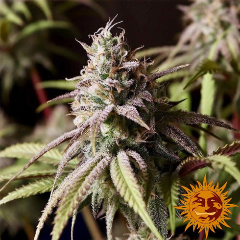 Barney's Farm Seeds - Peyote Cookies