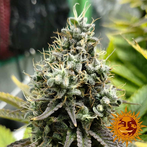 Barney's Farm Seeds - Pineapple Chunk