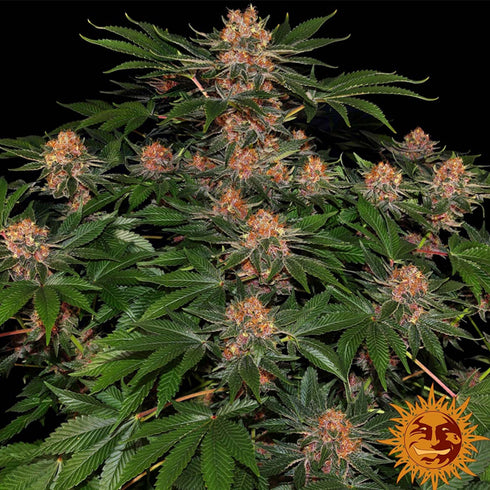 Barney's Farm Seeds - Purple Punch