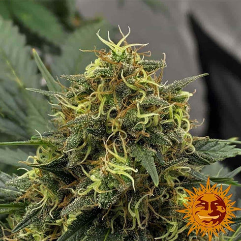 Barney's Farm Seeds - Shiskaberry