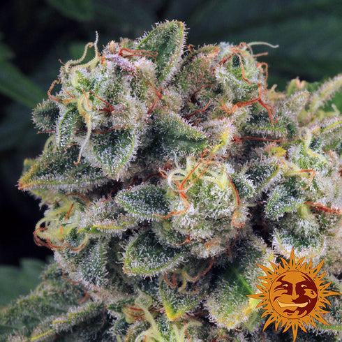 Barney's Farm Seeds - Tropicanna Banana