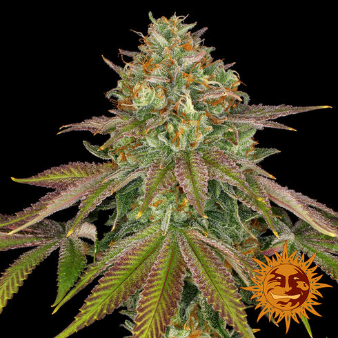 Barney's Farm Seeds - Wedding Cake