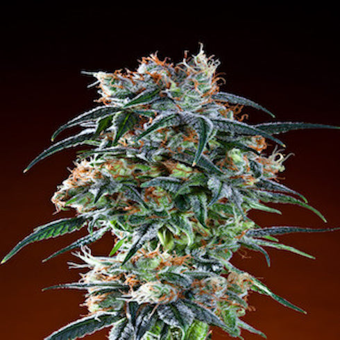 Grand Daddy Purple - Bay 11