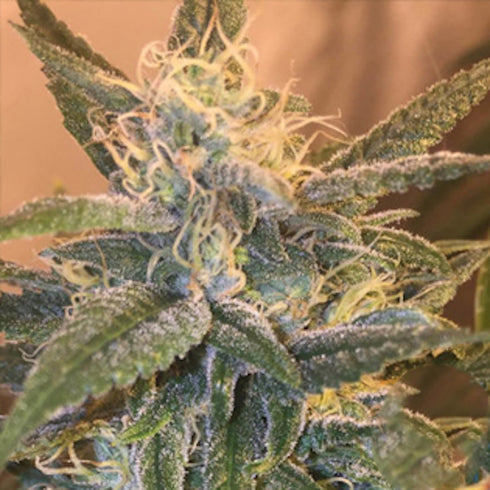 Grand Daddy Purple - Bay Lotus