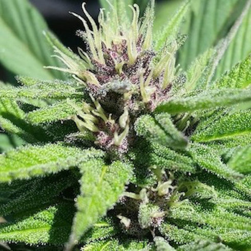 Grand Daddy Purple - Bay Thunderbolt