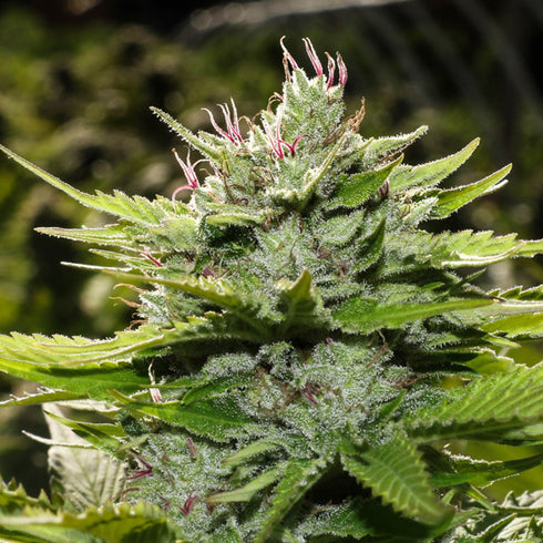 BC Bud Depot - God CBD