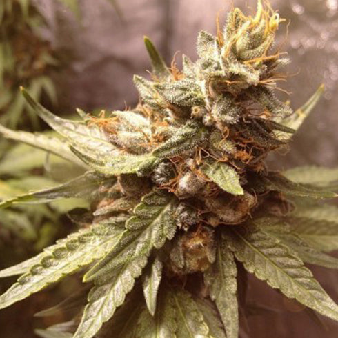 BC Bud Depot - Fire OG BX3