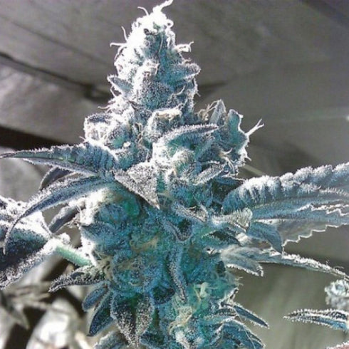 BC Bud Depot - Girl Scout Cookies