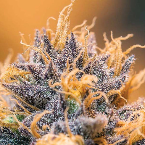 BC Bud Depot - God's Gift