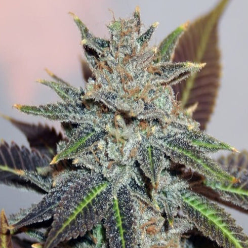 BC Bud Depot - Night Nurse