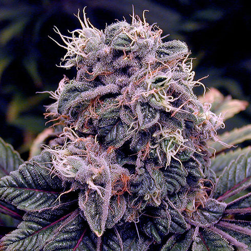 BC Bud Depot - Original Blueberry