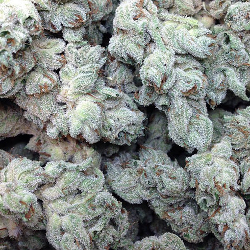 BC Bud Depot - Pamplemousse