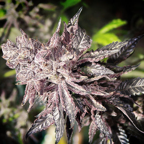 BC Bud Depot - Shiatsu Kush