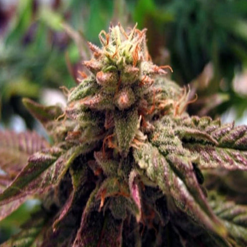 BC Bud Depot - Sweet God