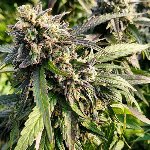 BC Bud Depot - Texada Timewarp