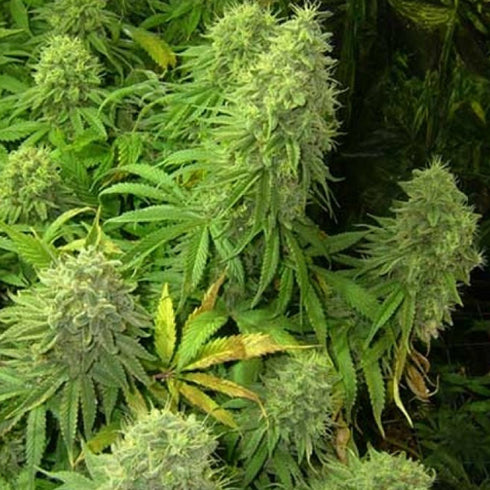 BC Bud Depot - The Big