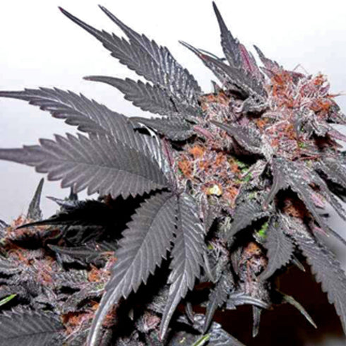 BC Bud Depot - The Black