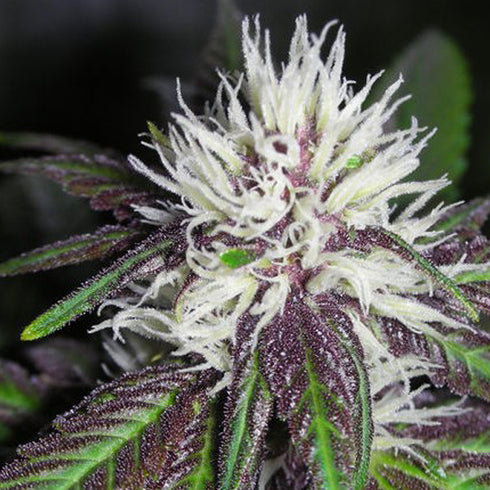 BC Bud Depot - The Purps