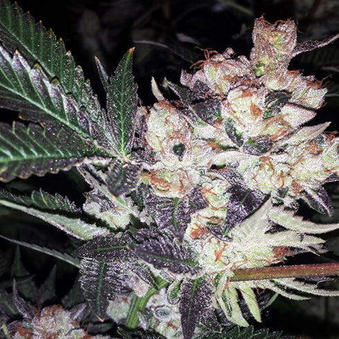 BC Bud Depot - Super Wild Berry