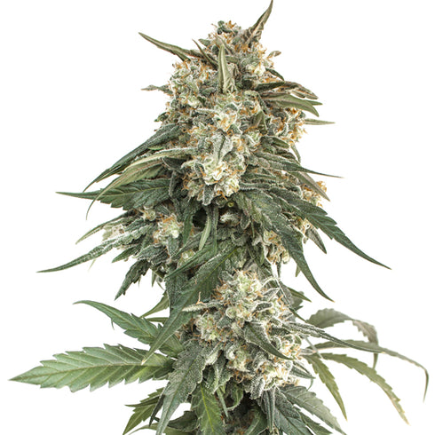 Seed Stockers Seeds - BCN Critical XXL Fast