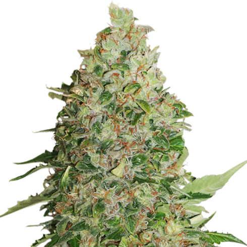 Seed Stockers Seeds - BCN Critical XXL Auto