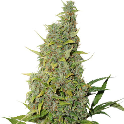 Seed Stockers Seeds - BCN Power Plant Auto