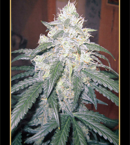 Mephisto Genetics - Beary White Auto