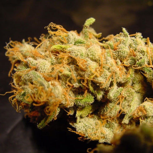 Paradise Seeds - Bella Donna