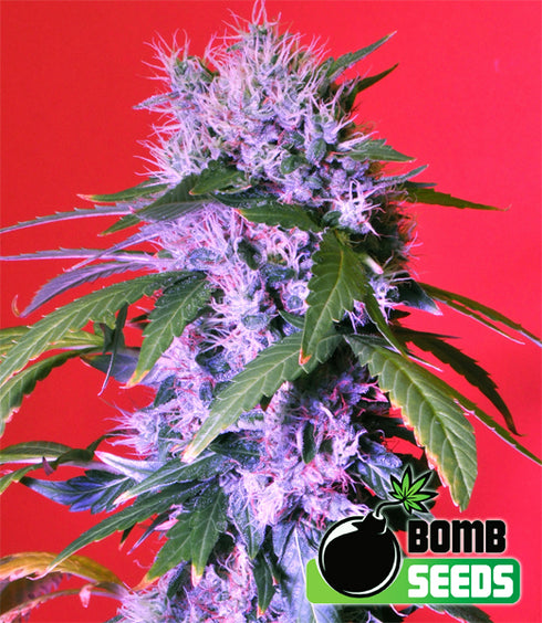 Bomb Seeds - Berry Bomb Auto