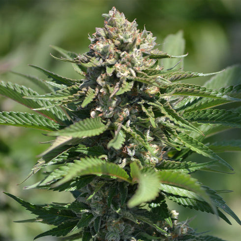 TerpHogz GeneticZ - Berry Melon-O