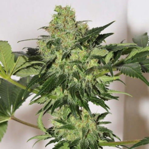 Mandala Seeds - Beyond the Brain